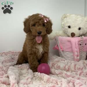 Connie, Miniature Poodle Puppy